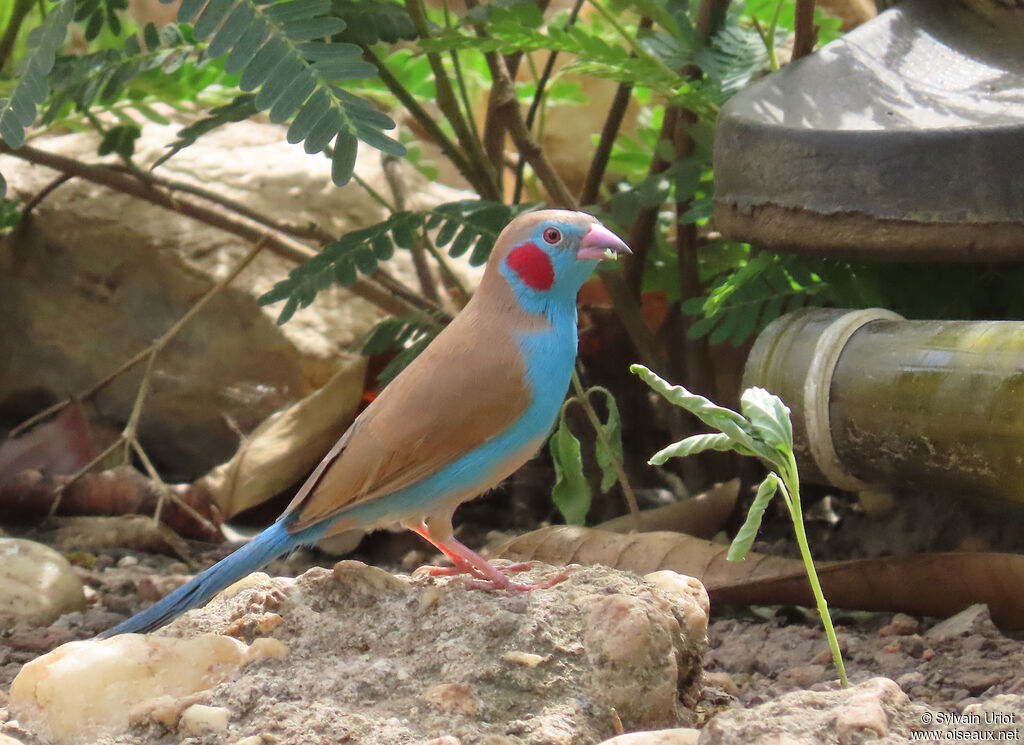 Cordonbleu à joues rouges mâle adulte