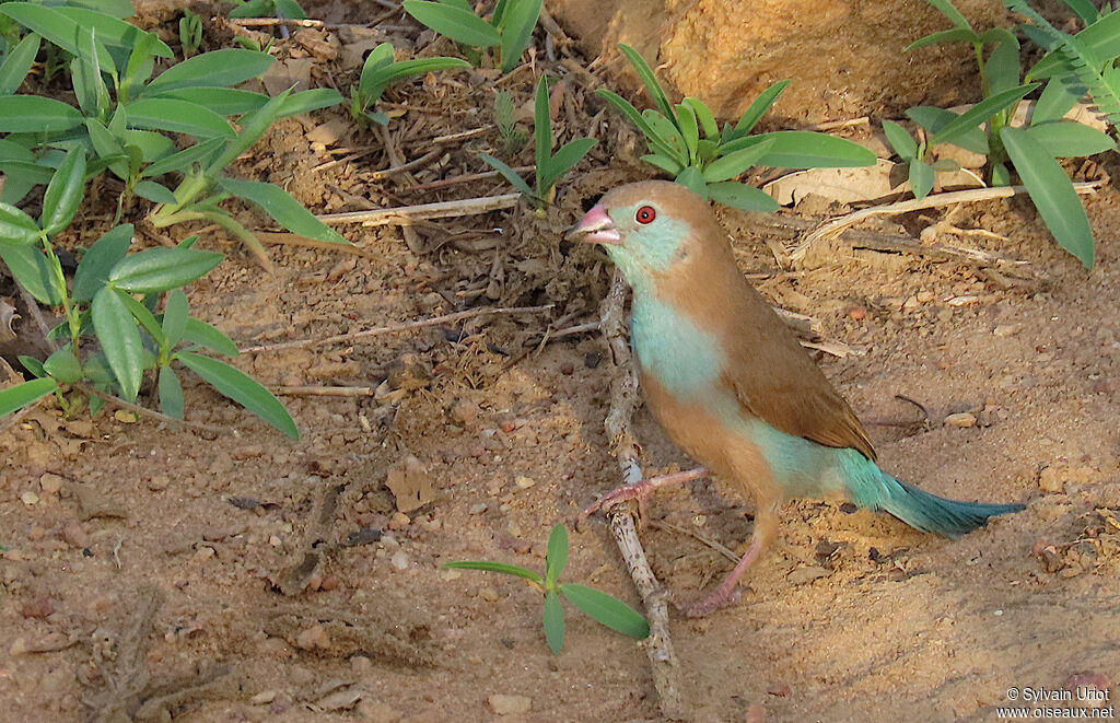 Cordonbleu à joues rouges femelle adulte