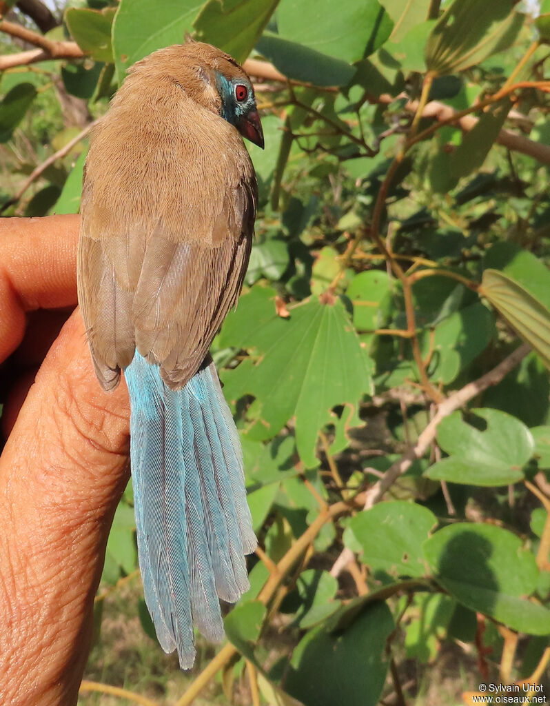 Red-cheeked Cordon-bleu female adult