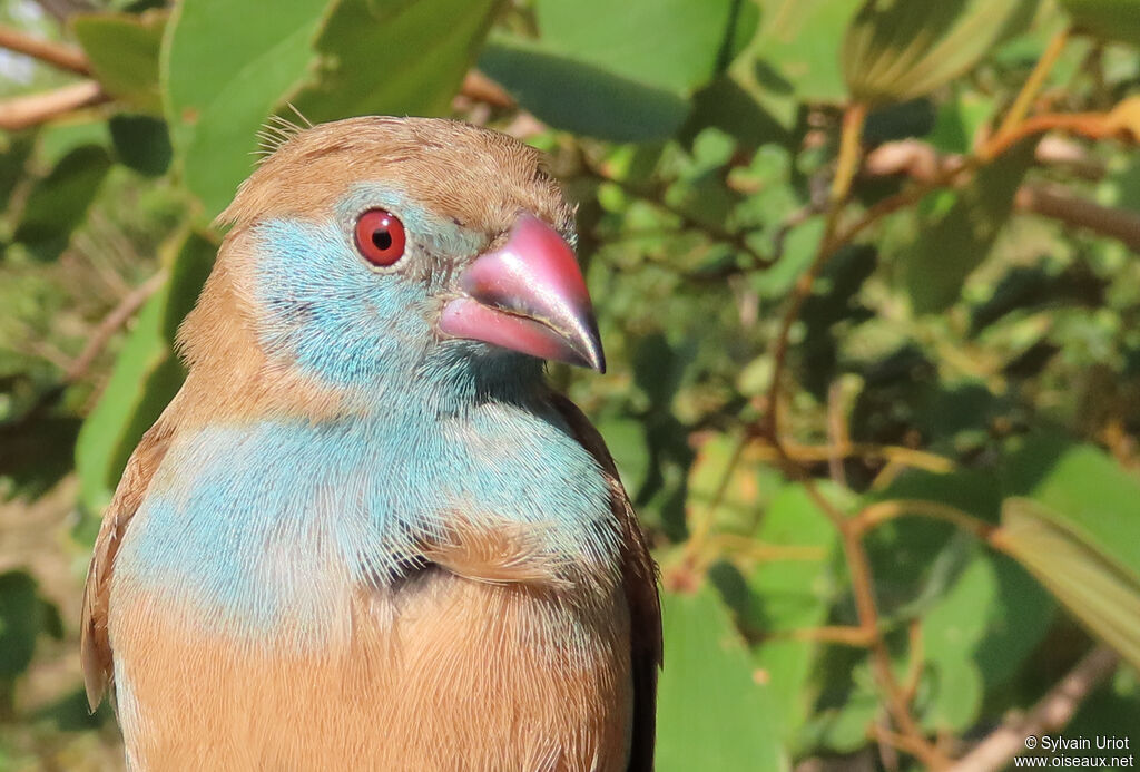 Cordonbleu à joues rouges femelle adulte