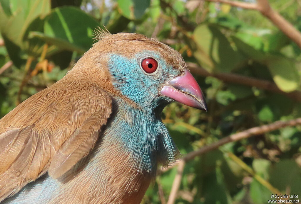 Cordonbleu à joues rouges femelle adulte