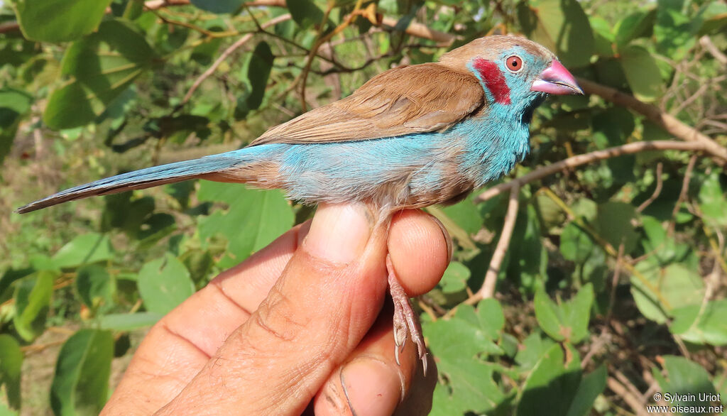 Cordonbleu à joues rouges mâle adulte