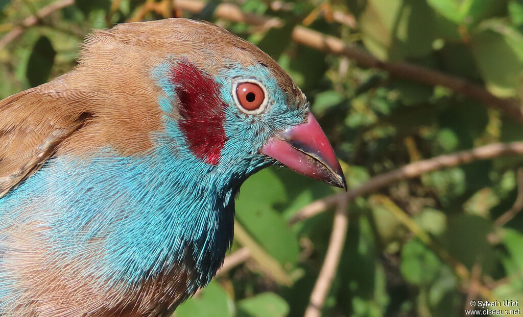 Cordonbleu à joues rouges mâle adulte