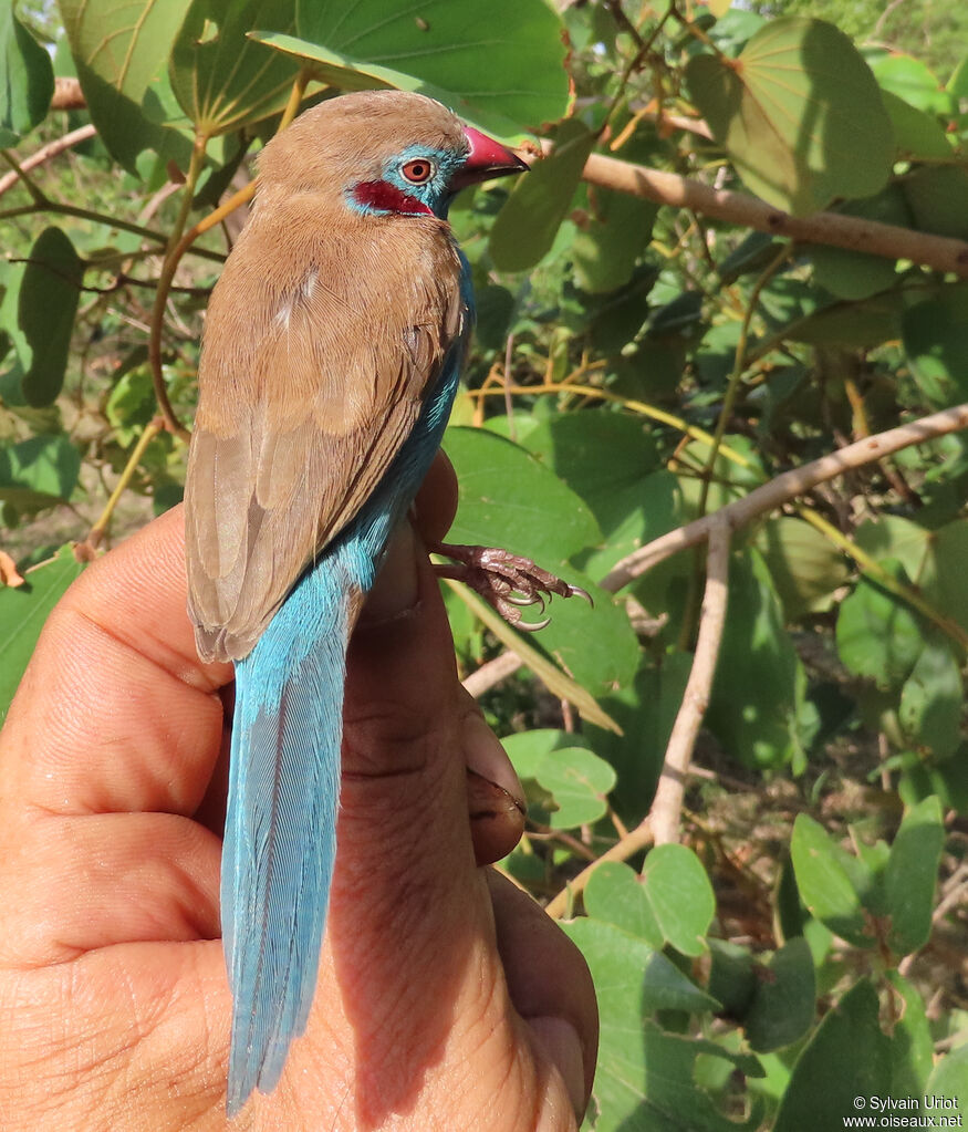 Cordonbleu à joues rouges mâle adulte