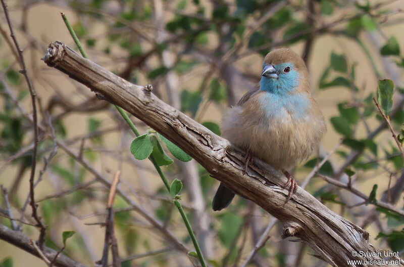 Blue Waxbilladult