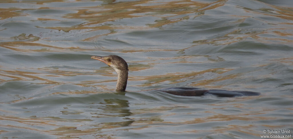 Cormoran africainimmature