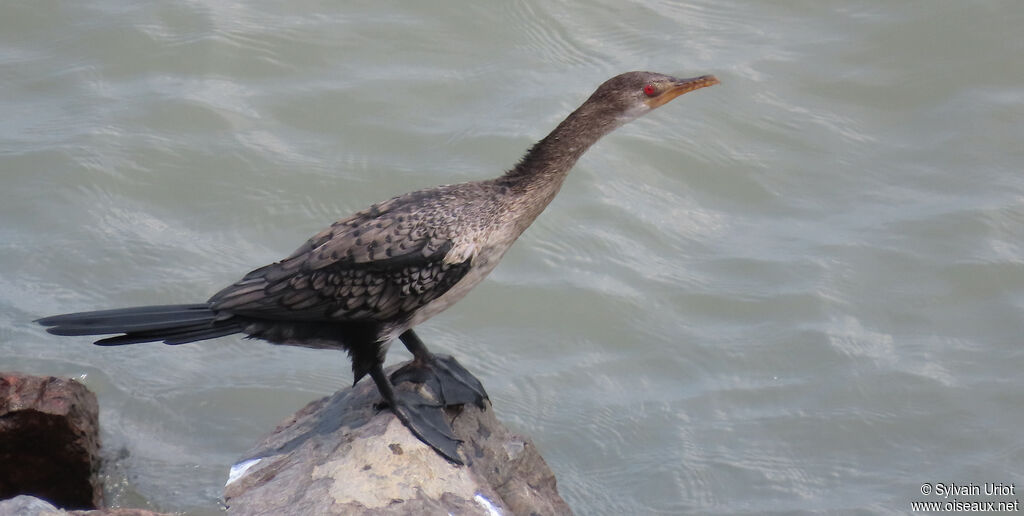 Cormoran africainadulte internuptial