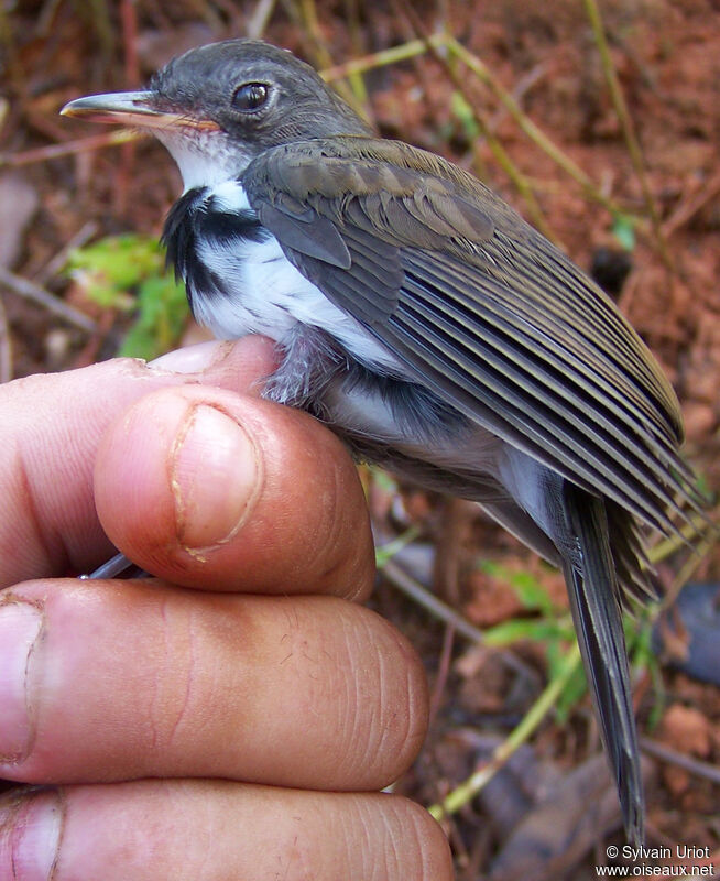 Corythopis à collier