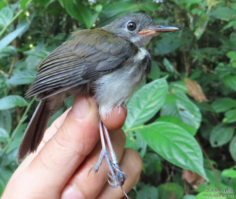 Corythopis à collierjuvénile