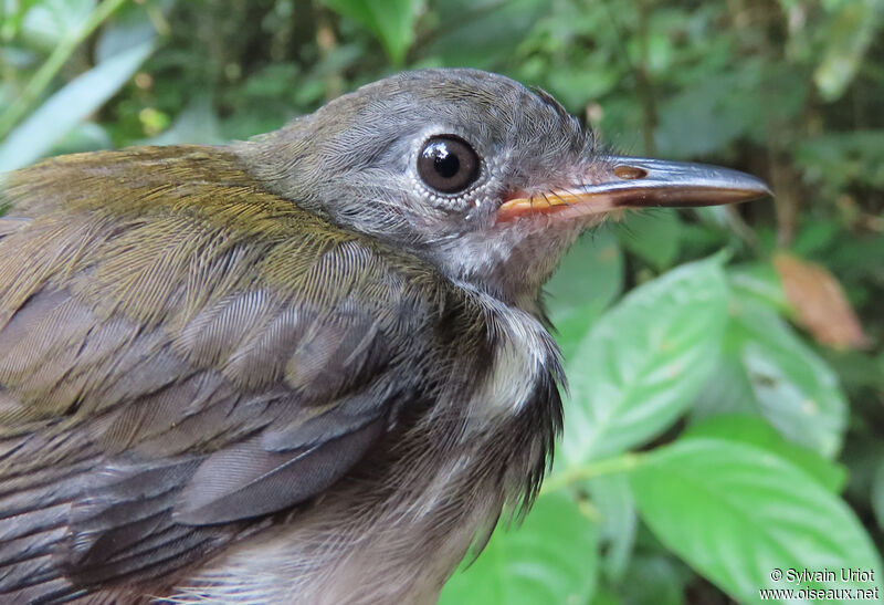 Ringed Antpipitjuvenile