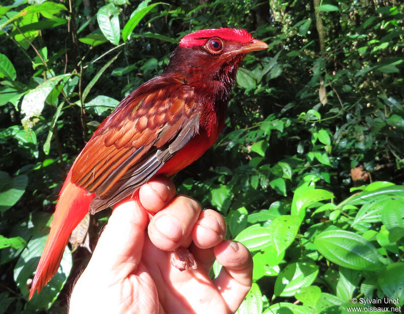 Cotinga ouette mâle adulte