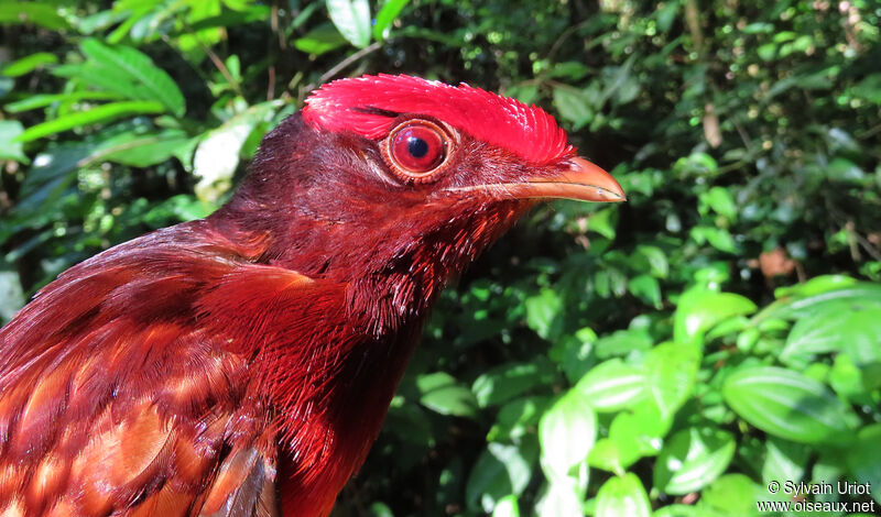 Guianan Red Cotinga male adult