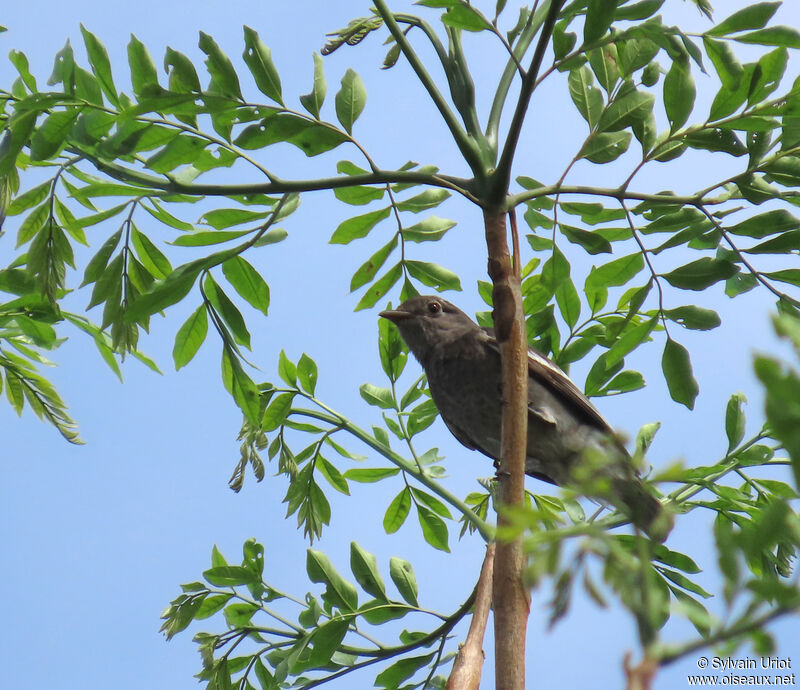 Cotinga pompadourimmature