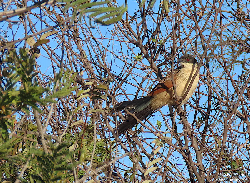 Coucal de Burchellimmature