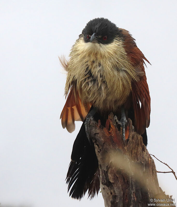 Coucal de Burchelladulte