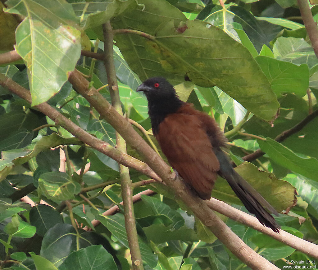 Coucal du Sénégaladulte