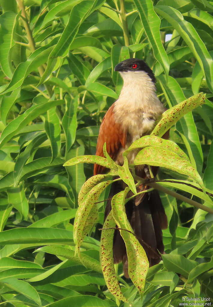 Senegal Coucaladult