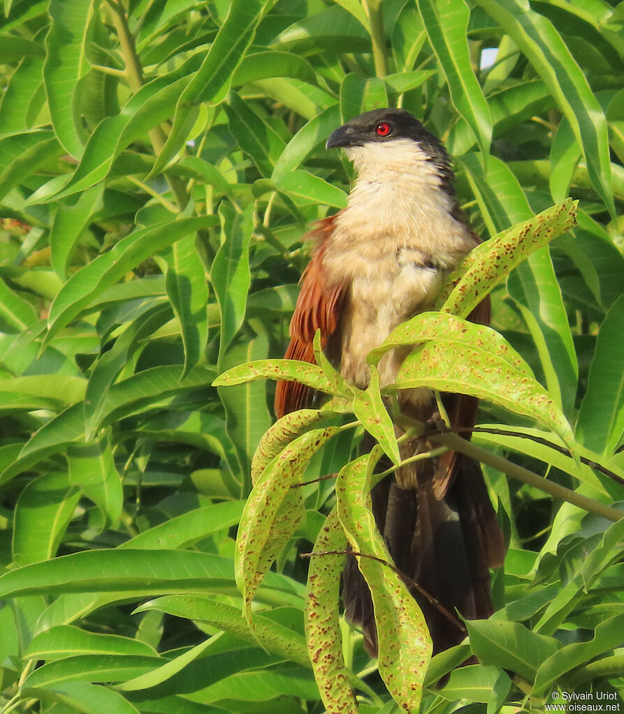 Senegal Coucaladult