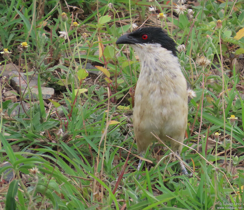 Coucal du Sénégaladulte