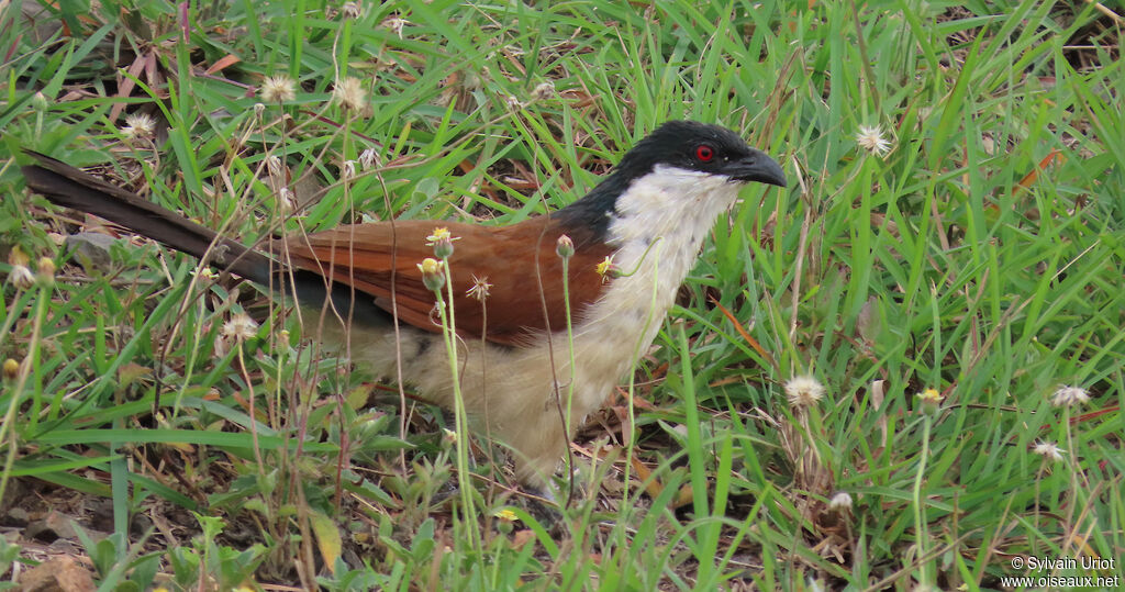 Senegal Coucaladult
