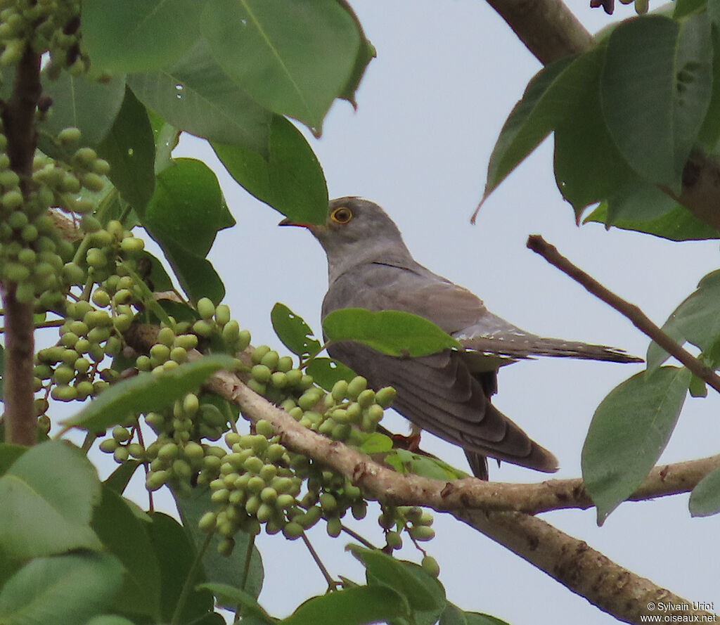 African Cuckooadult