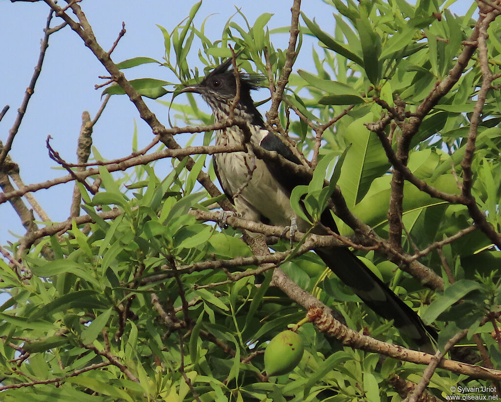 Levaillant's Cuckooadult