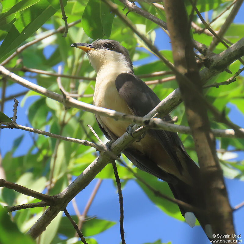 Mangrove Cuckooadult