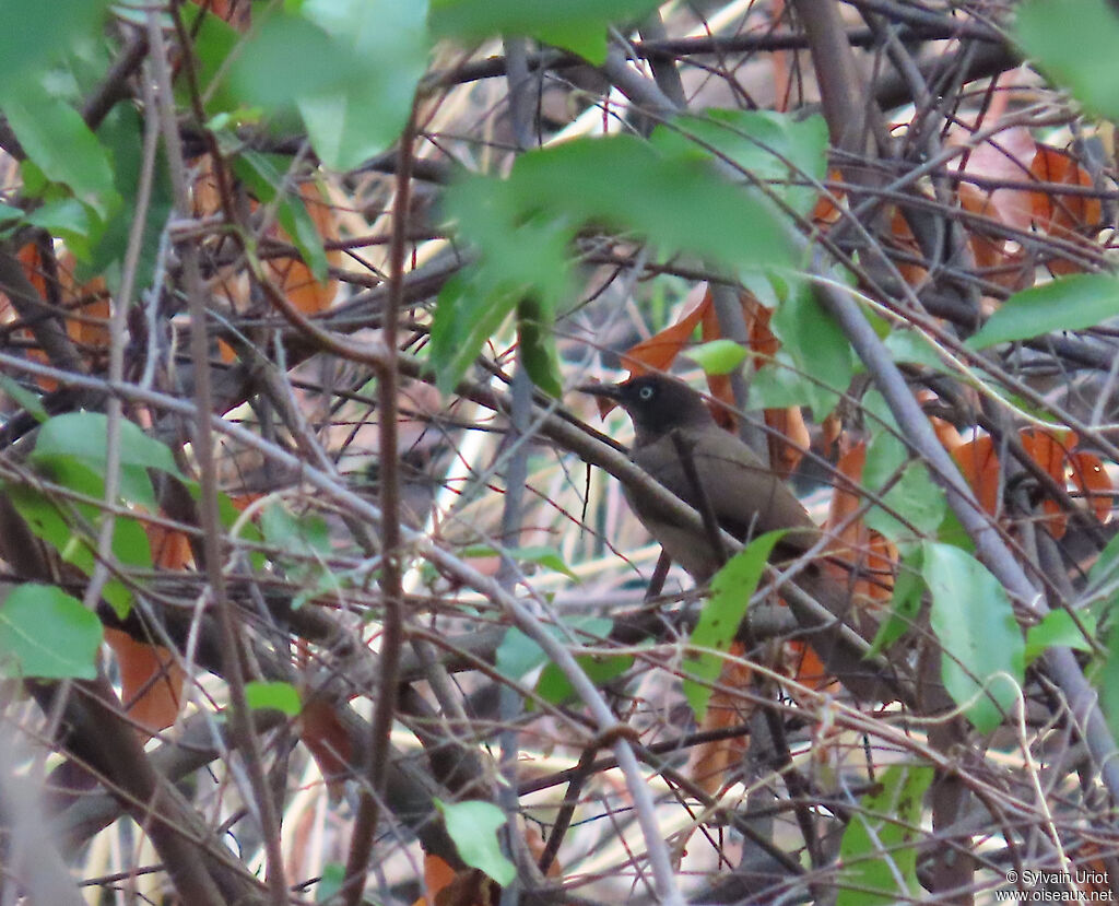 Blackcap Babbleradult