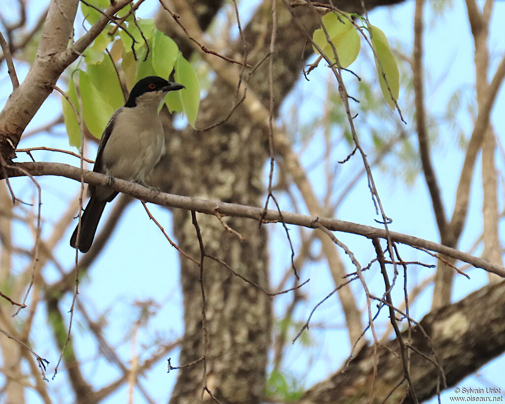 Northern Puffback male adult