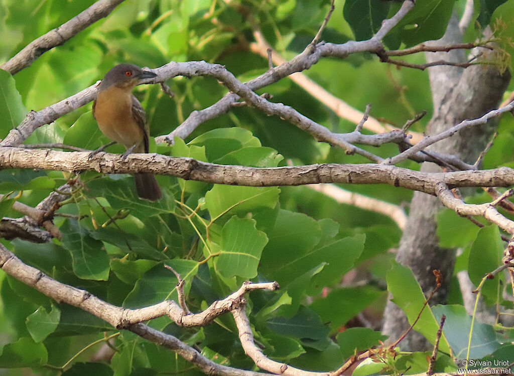 Northern Puffback female adult