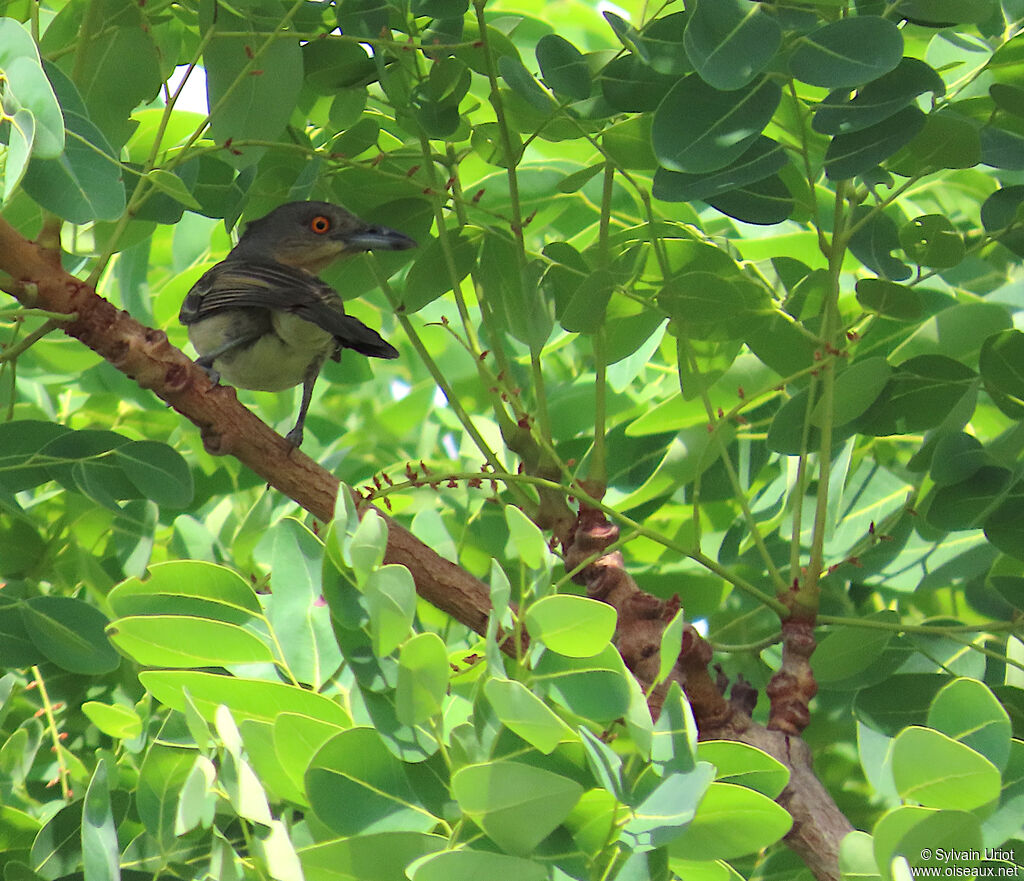 Northern Puffback female adult