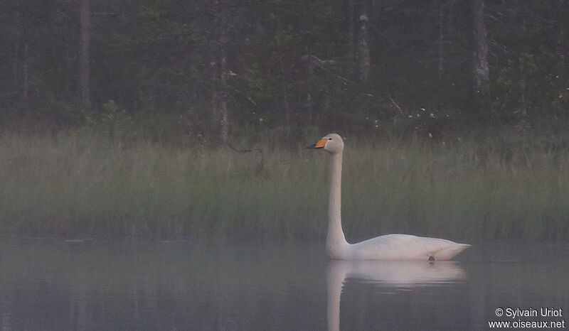 Whooper Swanadult