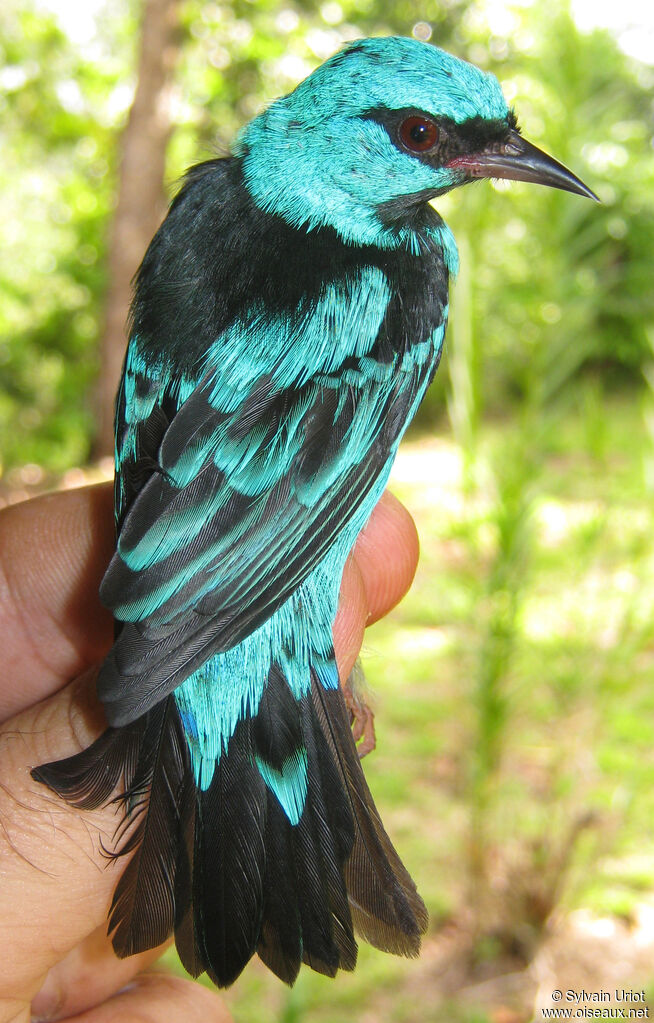 Dacnis bleu
