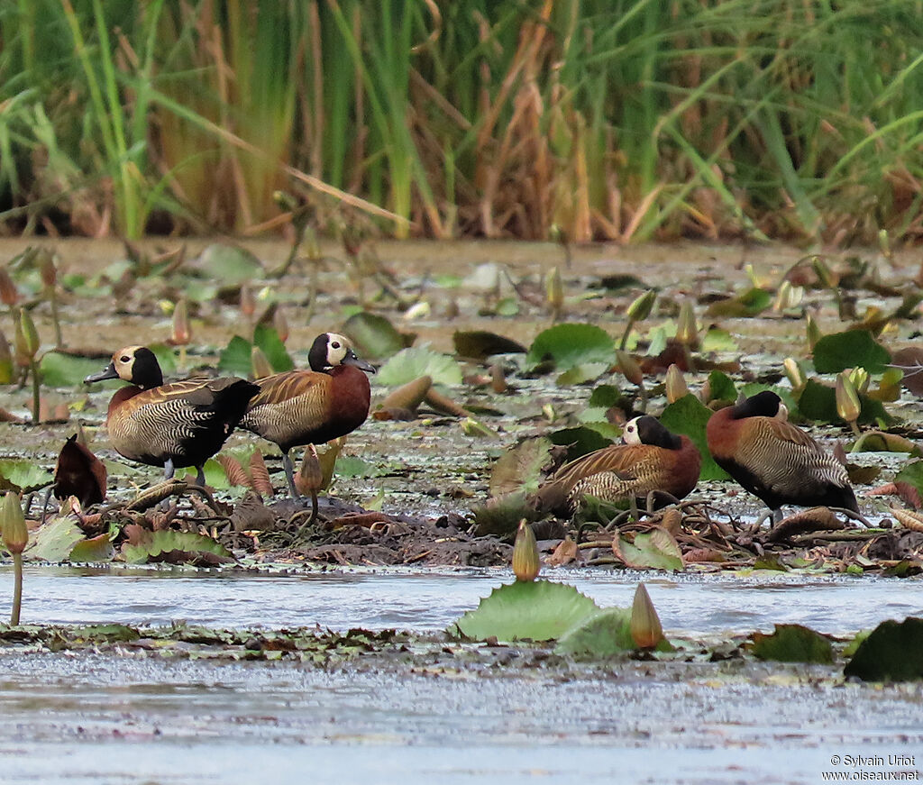 White-faced Whistling Duckadult