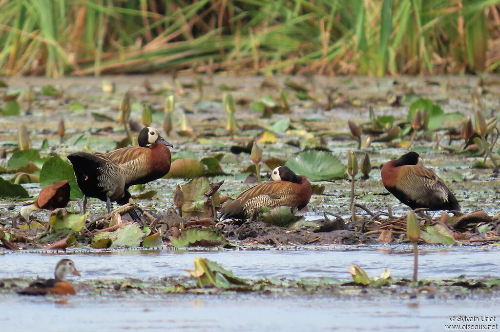 White-faced Whistling Duckadult