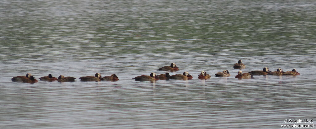 Dendrocygne veufadulte