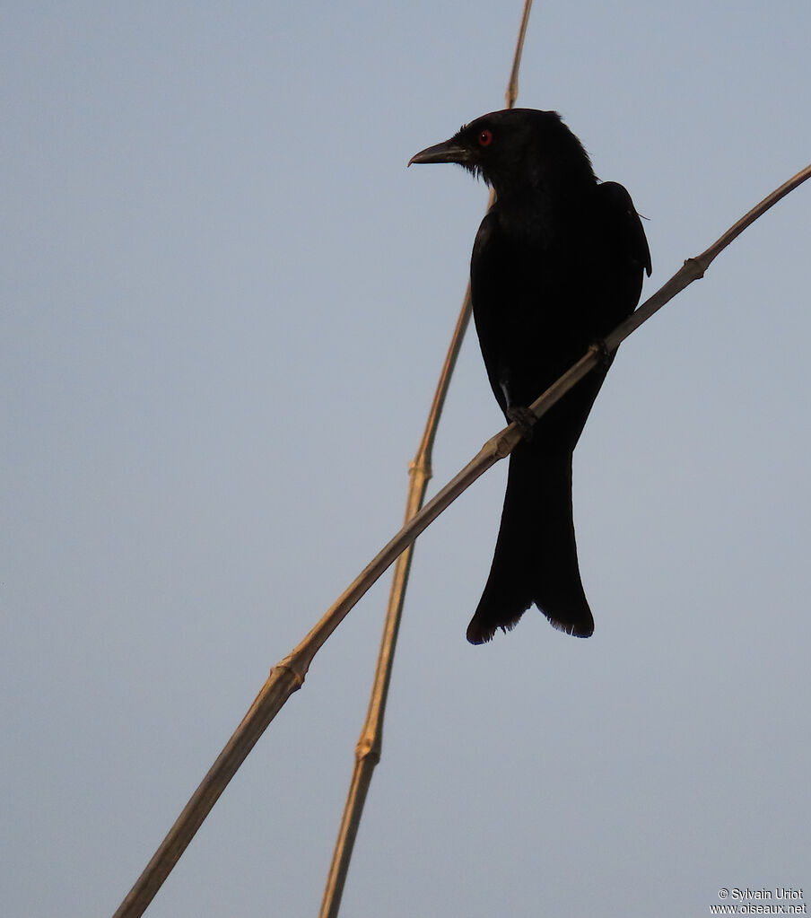 Fork-tailed Drongoadult