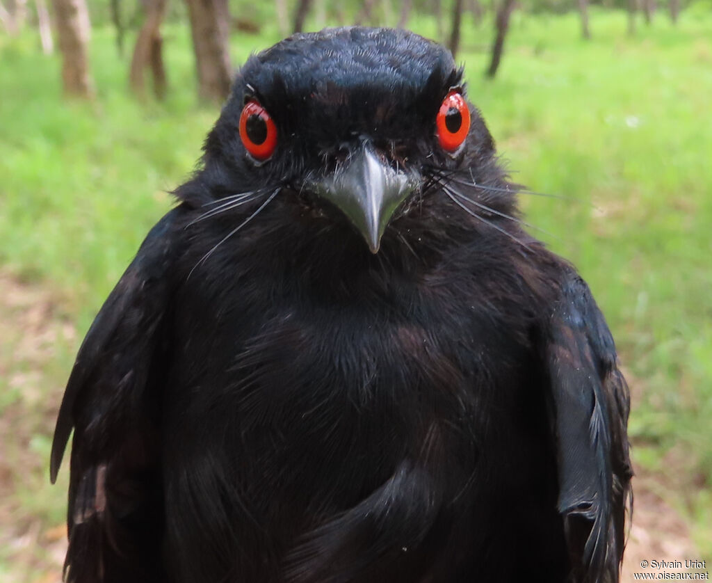 Drongo de Sharpeadulte