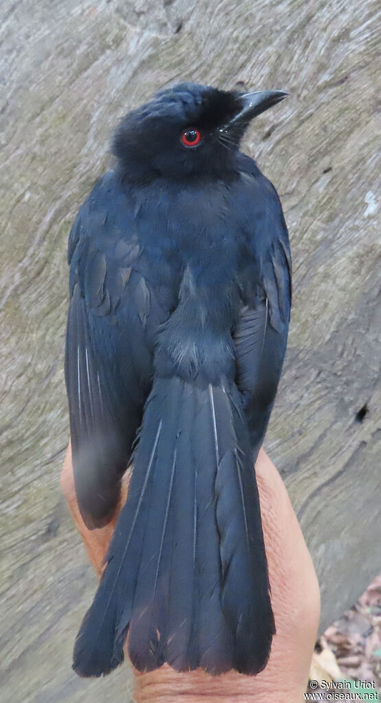 Drongo de Sharpeadulte