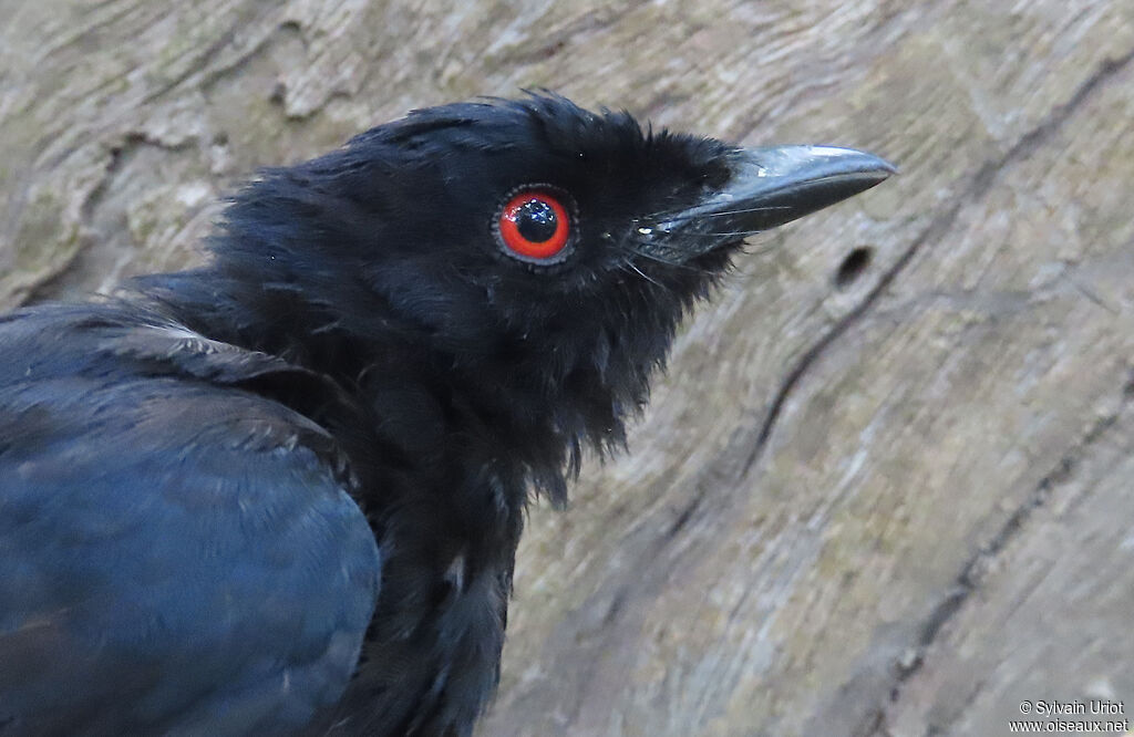 Drongo de Sharpeadulte