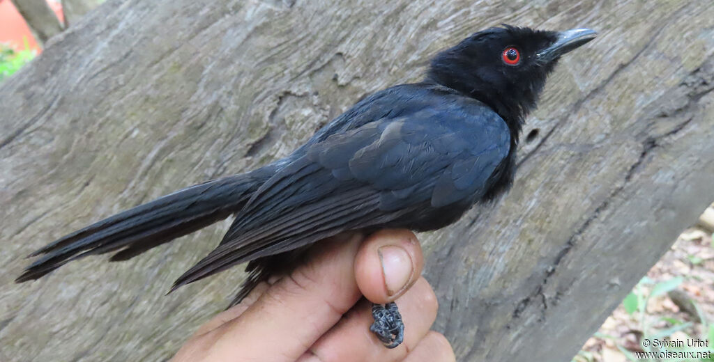 Drongo de Sharpeadulte