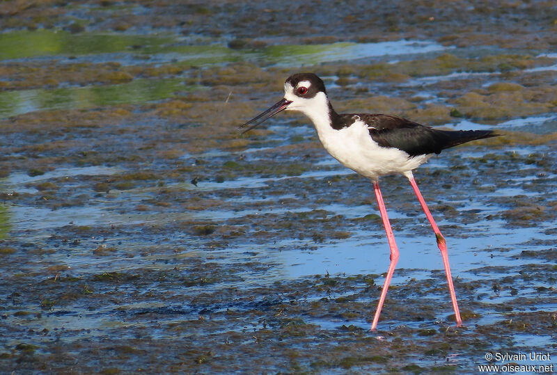 Black-necked Stiltadult