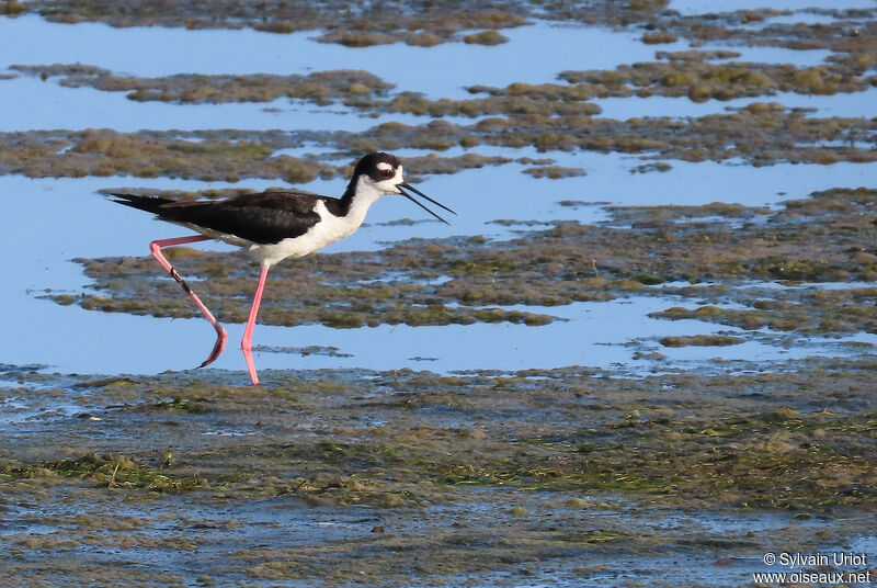 Black-necked Stiltadult