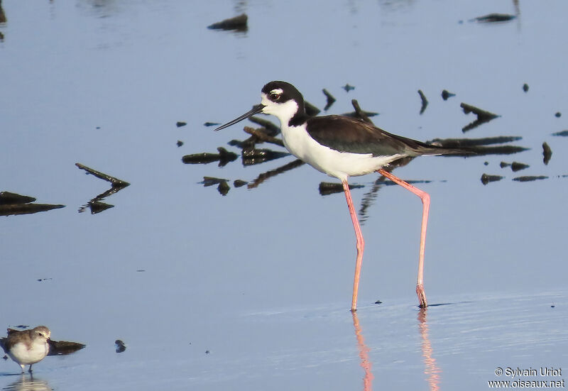 Black-necked Stiltadult