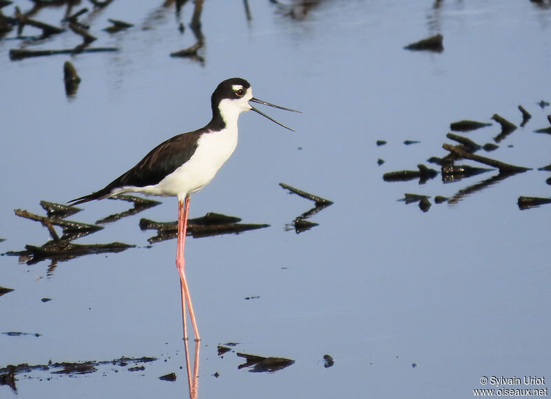 Black-necked Stiltadult