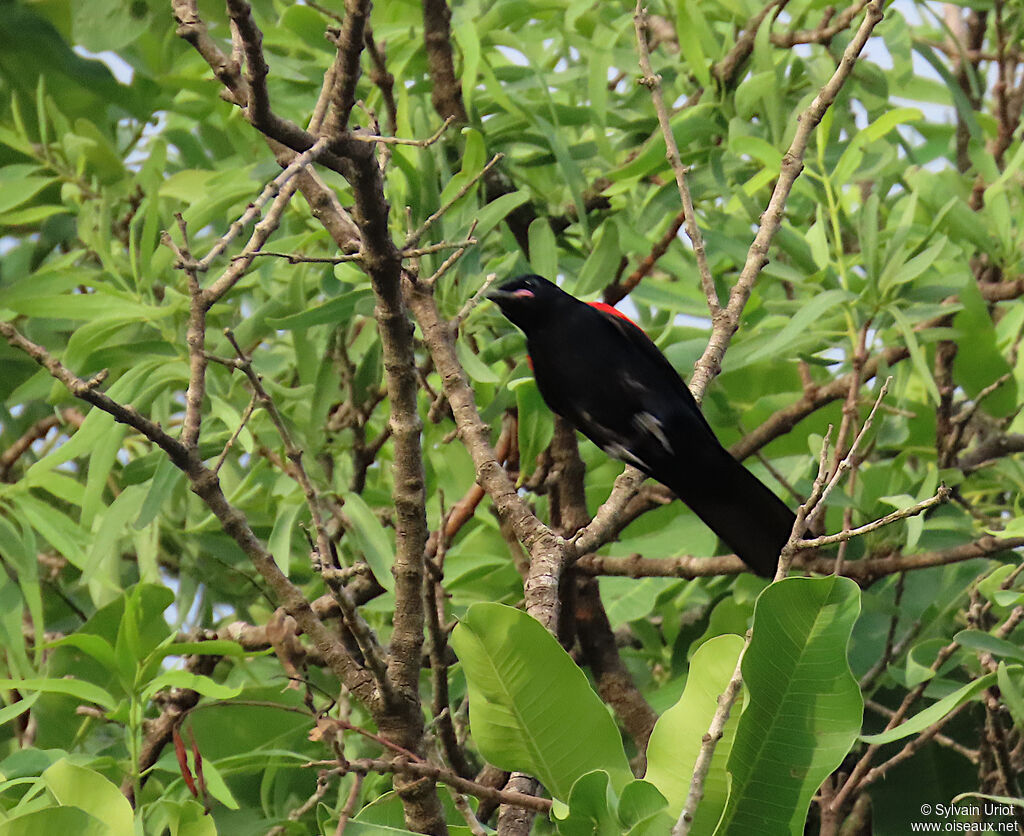 Red-shouldered Cuckooshrike male adult