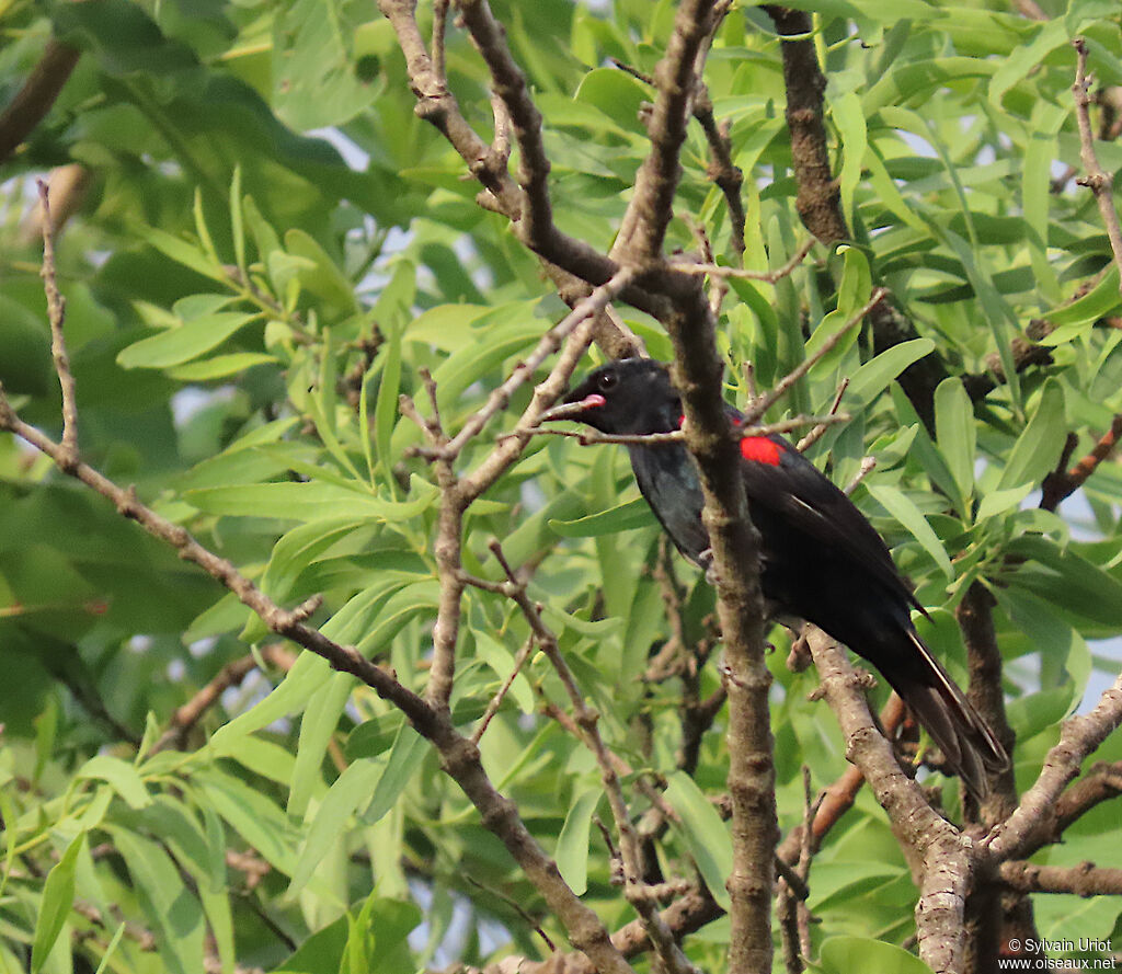 Red-shouldered Cuckooshrike male adult