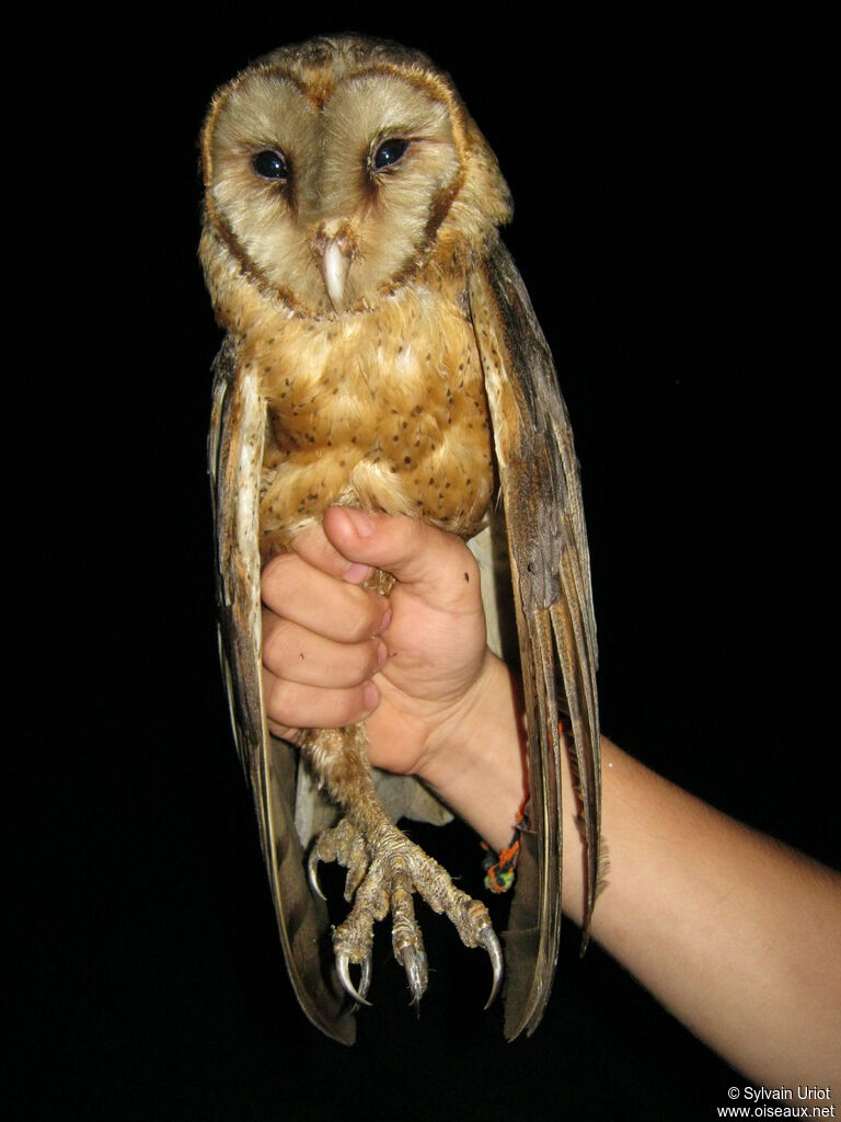 American Barn Owl