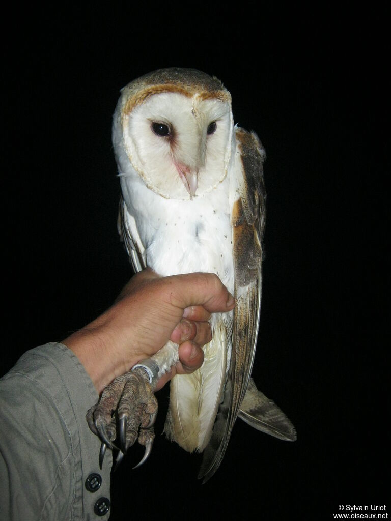 American Barn Owl