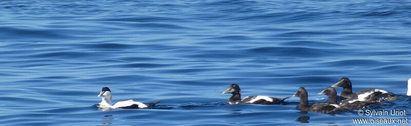 Eider à duvet